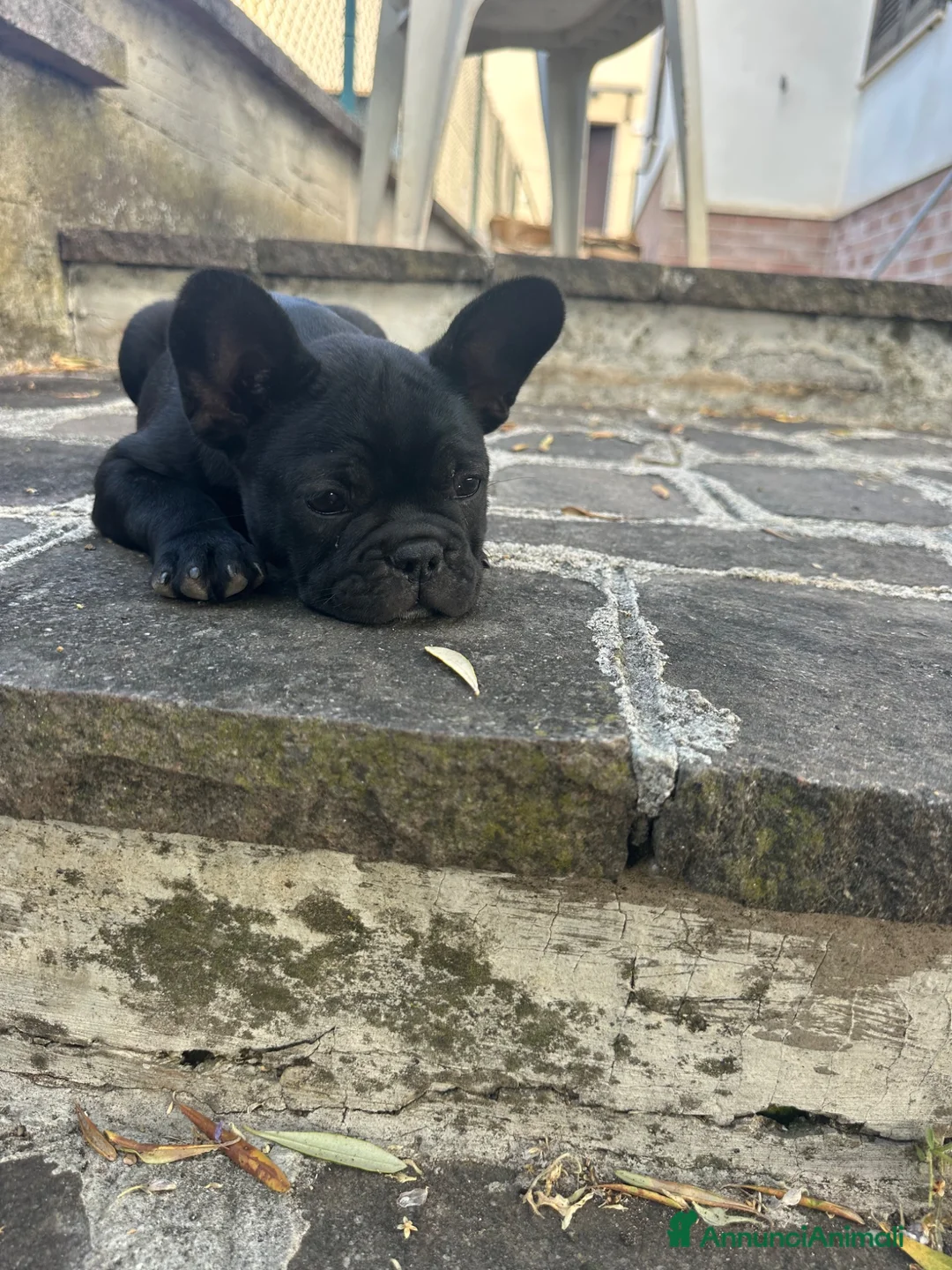 Bulldog Francese cani in vendita: bulldog francese nero tigrato  - Annuncio 2