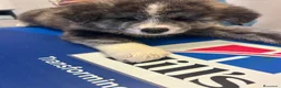 Akita Inu cani in vendita: Cuccioli di Akita inu - Annuncio 7