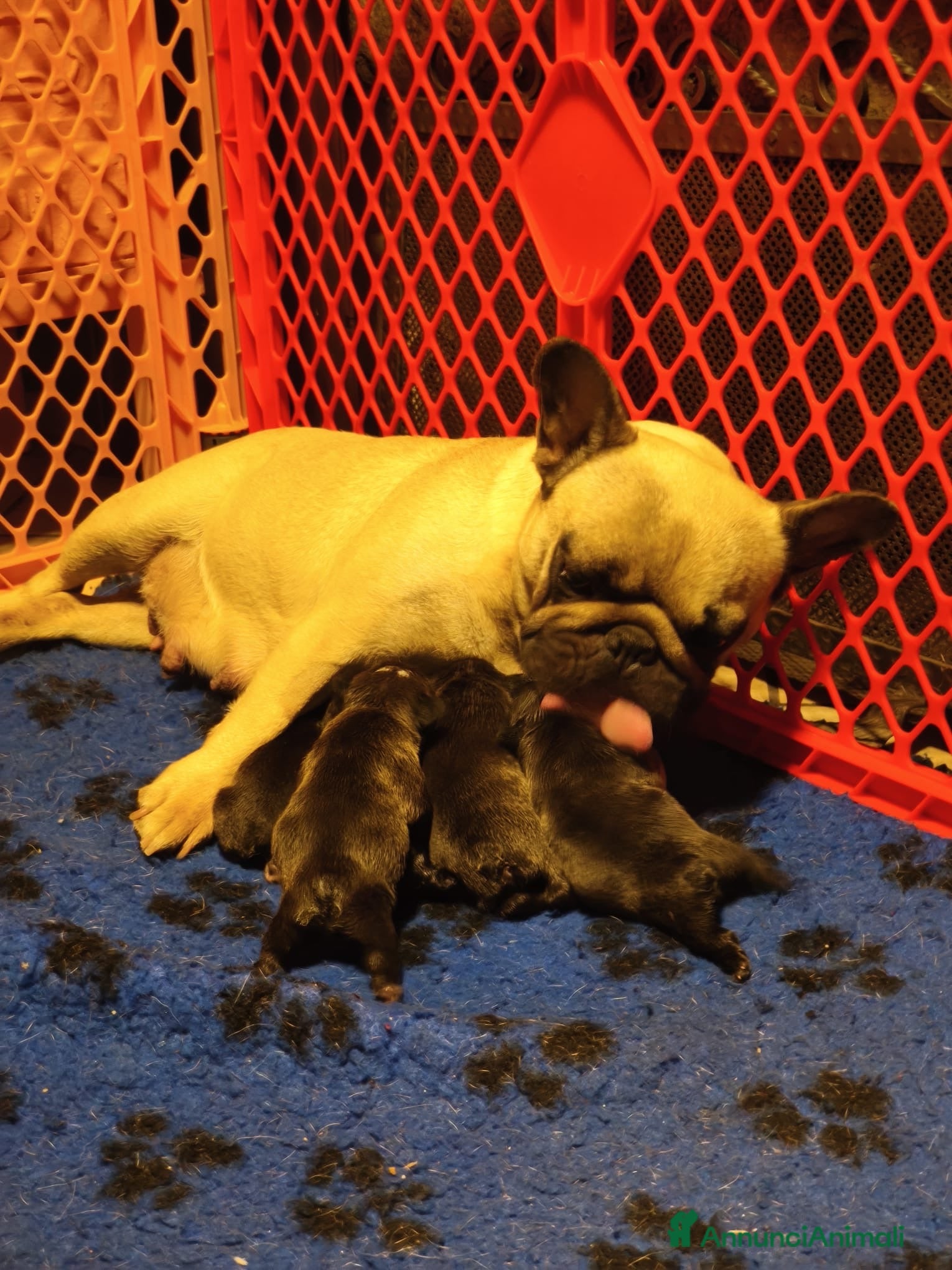 Bulldog Francese cani FANTASTICI CUCCIOLI nati il 6 Luglio! - Annuncio 2