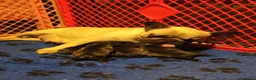 Bulldog Francese cani in vendita: FANTASTICI CUCCIOLI nati il 6 Luglio! - Annuncio 6