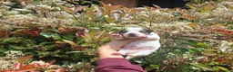 Jack Russell cani in vendita: Cuccioli di Jack russel  - Annuncio 4
