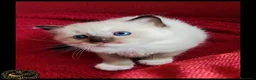 Ragdoll gatti in vendita: Ragdoll cuccioli con pedegree  a Provincia di Cremona - Annuncio 5