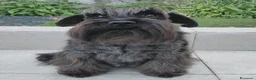 Mini Schnauzer cani in regalo: Schnauzer nano femmina adulta (pensione) - Annuncio 3