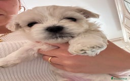 Maltese cani in vendita: Rimasti due cuccioli di maltese  a Provincia di Pesaro e Urbino - Immagine 2