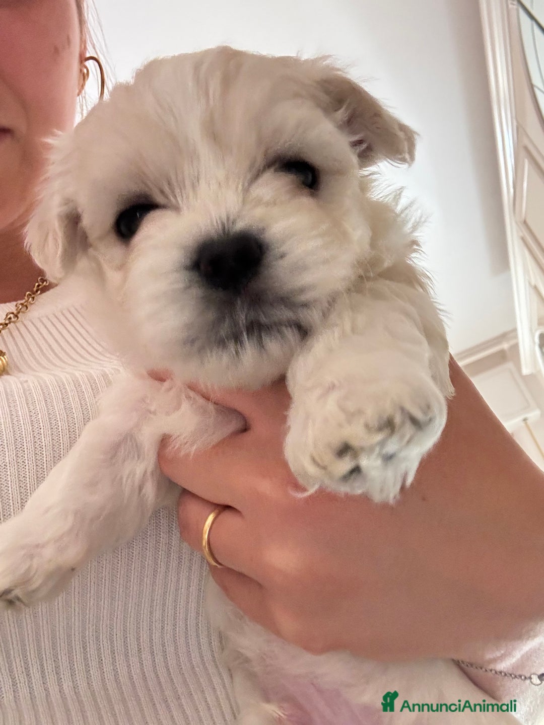 Maltese cani in vendita: Rimasti due cuccioli di maltese  a Provincia di Pesaro e Urbino - Immagine 2