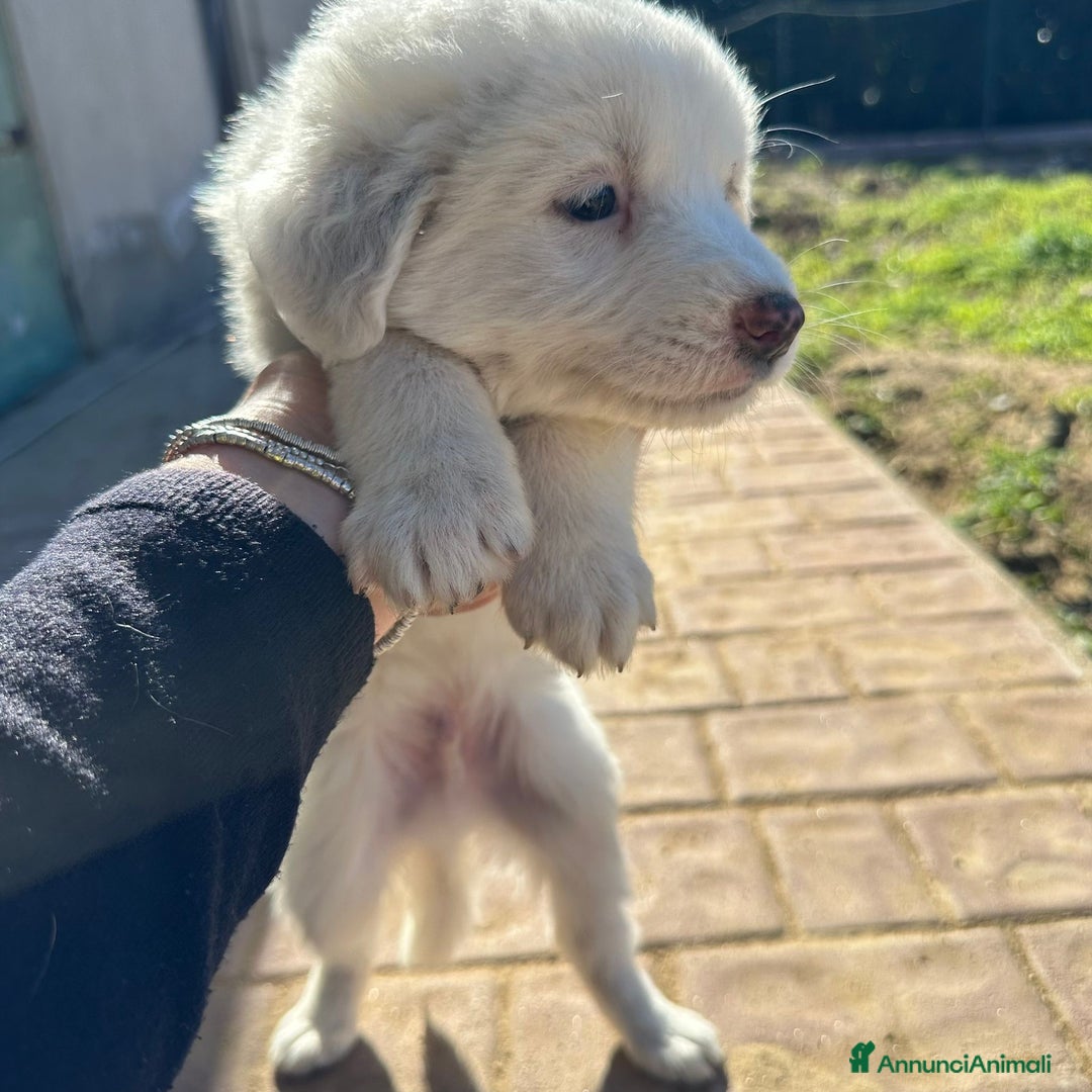 Meticcio cani in regalo: RAYAN 💙-cucciolo di 1 mese, pastore cerca casa - Annuncio 3