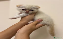 Scottish gatti in vendita: Affettuosi cuccioli Scottish foldex shorthair a Provincia di Rimini - Immagine 7
