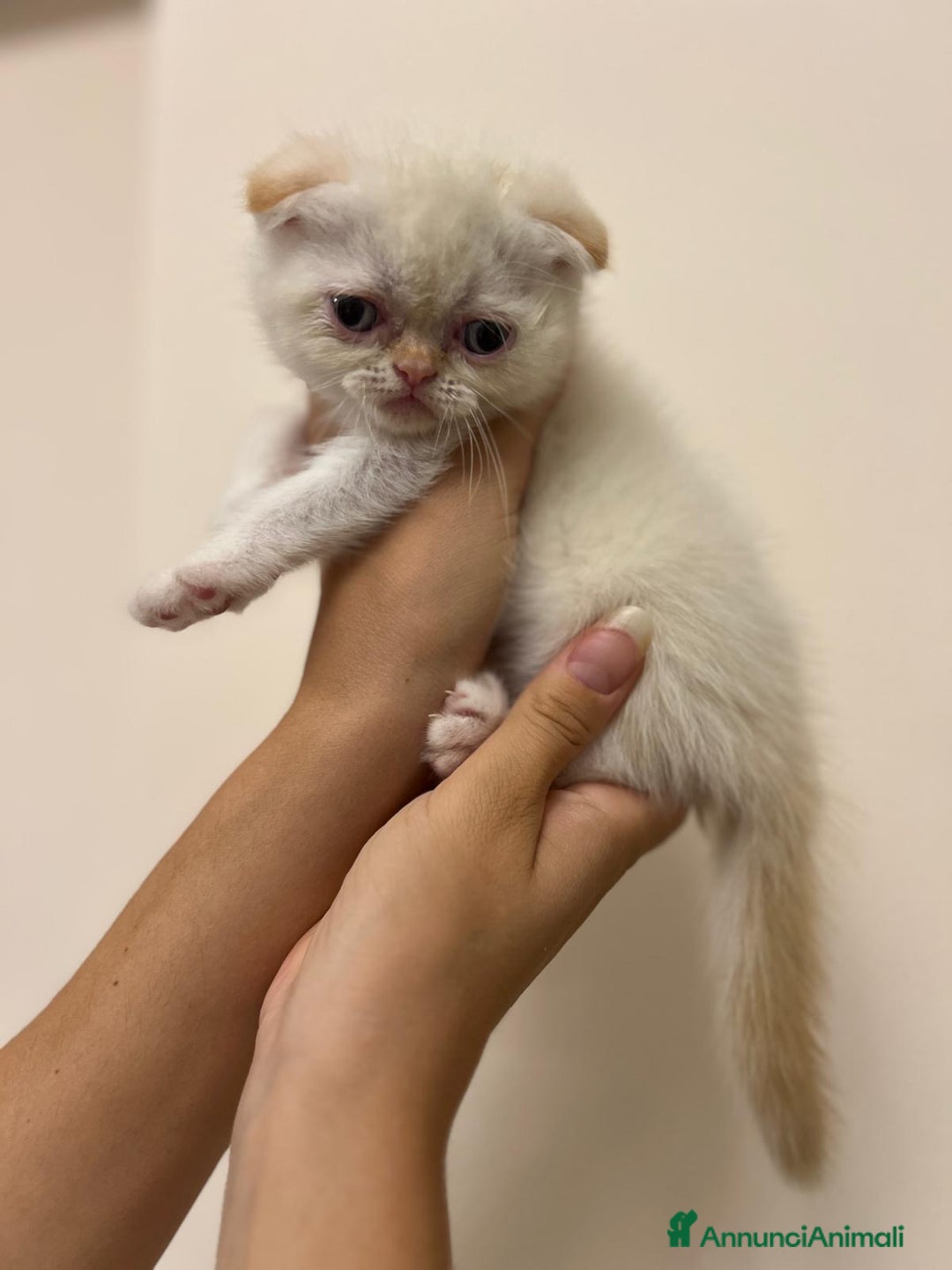 Scottish gatti in vendita: Affettuosi cuccioli Scottish foldex shorthair a Provincia di Rimini - Immagine 7
