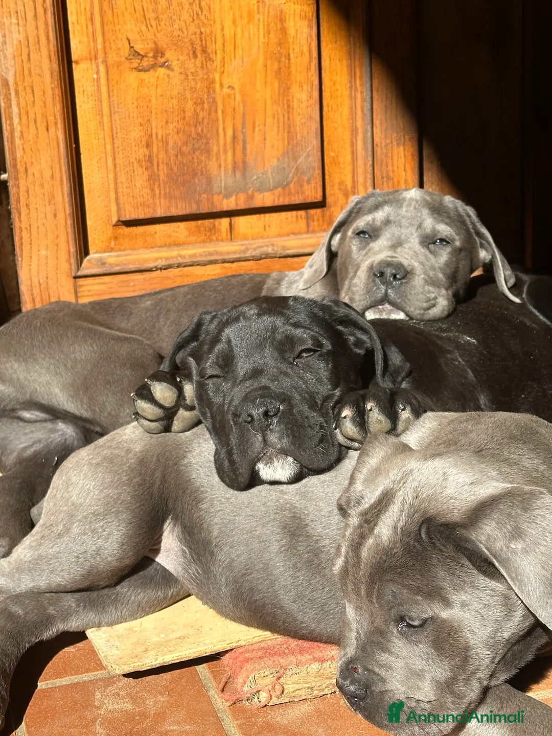 Cane Corso cani in vendita: Cuccioli di Cane Corso - Annuncio 3