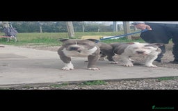 Staffordshire cani in vendita: Amstaff  - Immagine 10