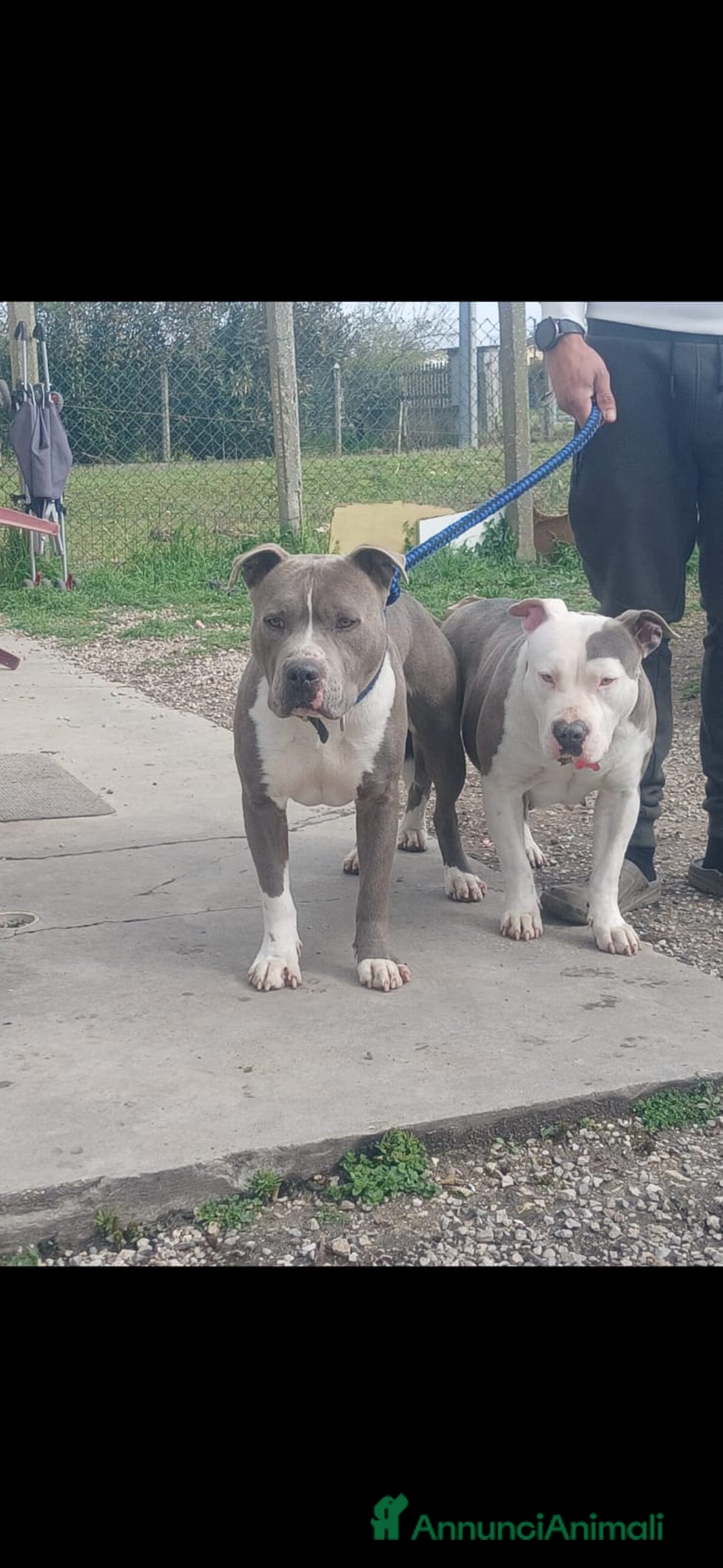 Staffordshire cani in vendita: Amstaff  - Immagine 10