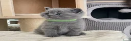 British gatti in vendita: British shorthair blu - Annuncio 15
