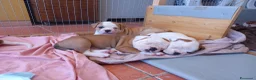 Bulldog cani in vendita: Cucciolo American bulldog  - Annuncio 9