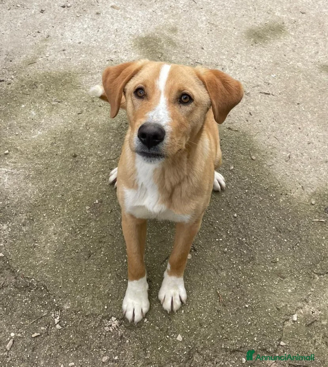 Meticcio cani in regalo: MI ADOTTI? - Annuncio 13