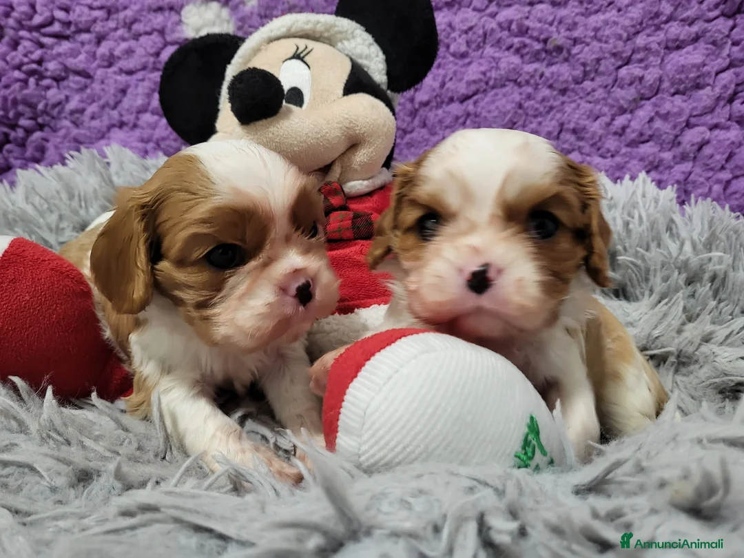 Cavalier King cani in vendita: Cavalier king charles spaniel  a Provincia di Como - Annuncio 1