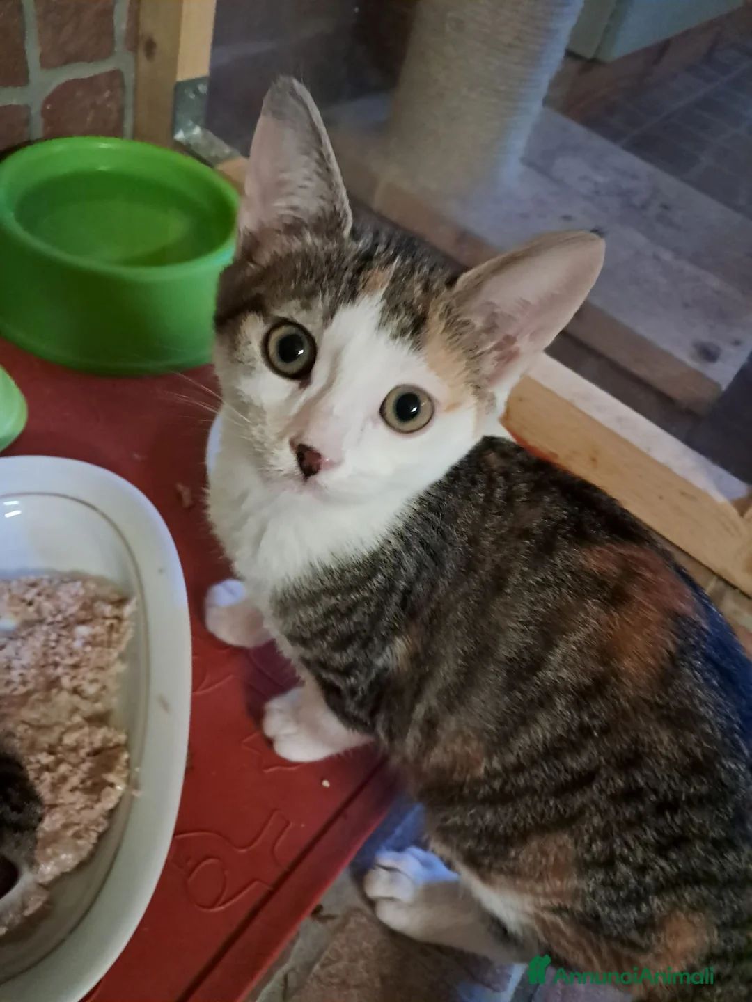 Europeo gatti in regalo: Ribes e Yoghi, bellissimi fratellini - Annuncio 7