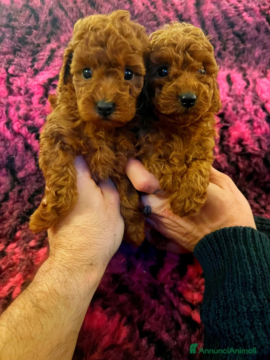 Barboncino Toy cani in vendita: BARBONCINI TOY RED  a Città metropolitana di Roma Capitale - Annuncio 1
