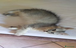 Norvegese gatti in vendita: Gattini mix norvegesi delle foreste e persiano  a Provincia di Novara - Immagine 7