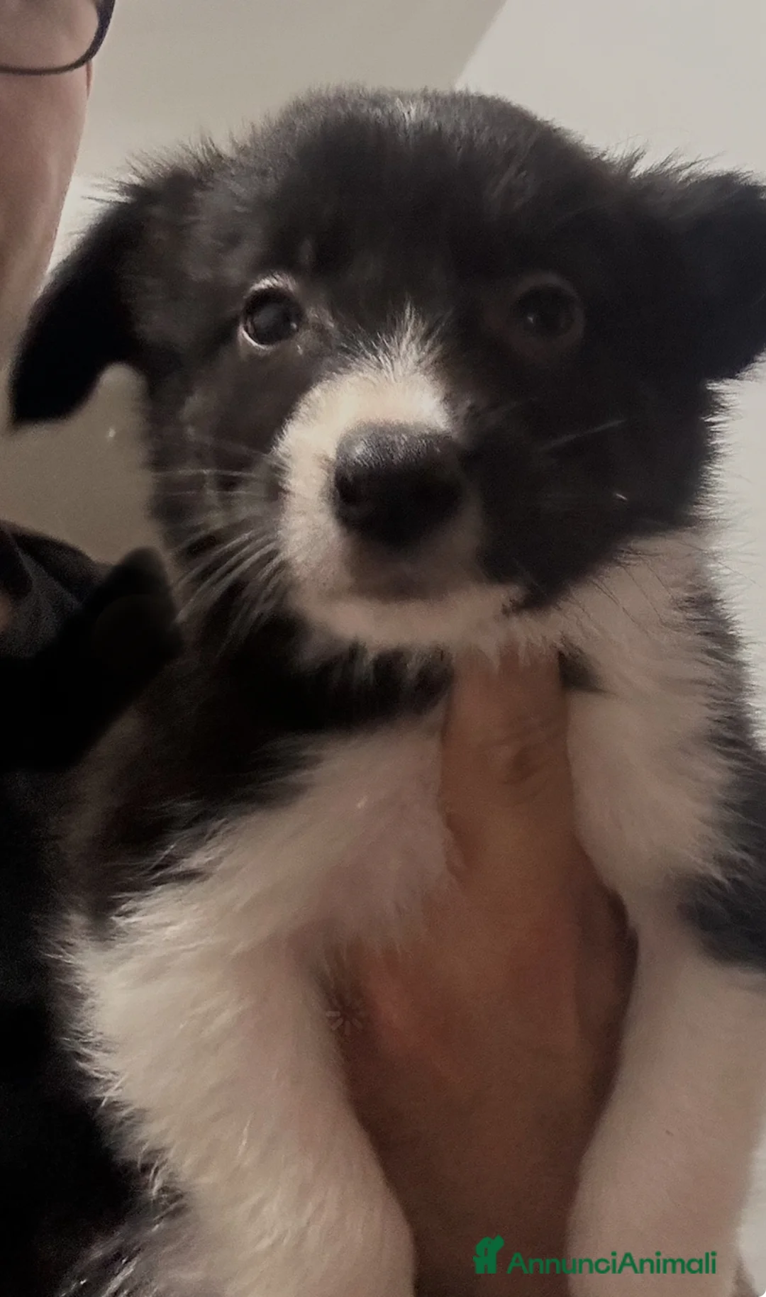 Border Collie cani in vendita: Border collie  - Annuncio 12