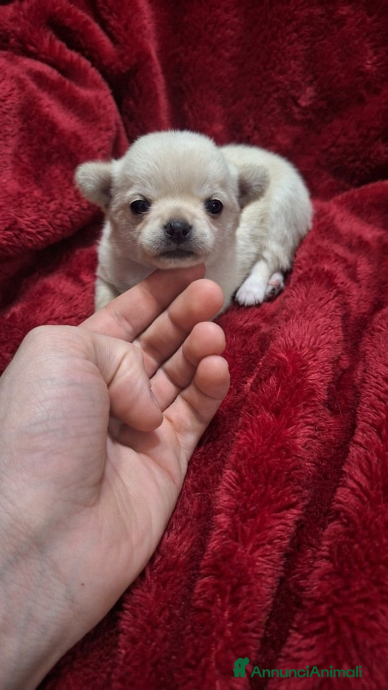 Chihuahua cani Stupendi chihuahua Pedigree Enci - Annuncio 17