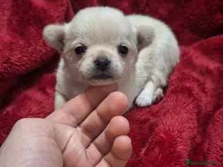 Chihuahua cani Stupendi chihuahua Pedigree Enci - Annuncio 17