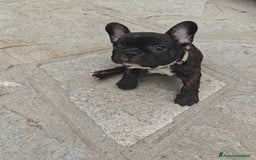 Bulldog Francese cani in vendita: CUCCIOLI DI BULLDOG FRANCESE a Provincia di Cuneo - Immagine 7