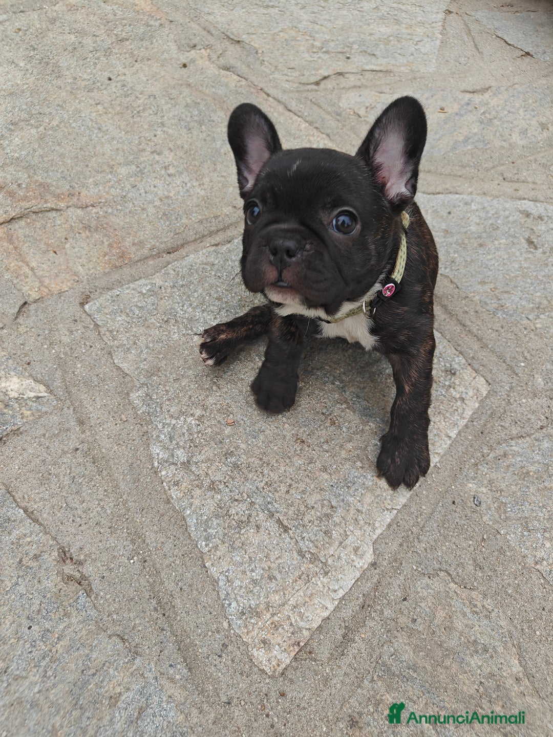 Bulldog Francese cani in vendita: CUCCIOLI DI BULLDOG FRANCESE a Provincia di Cuneo - Immagine 7