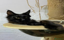 Maine Coon gatti in vendita: Cuccioli Maine Coon disponibili  a Città Metropolitana di Firenze - Immagine 5