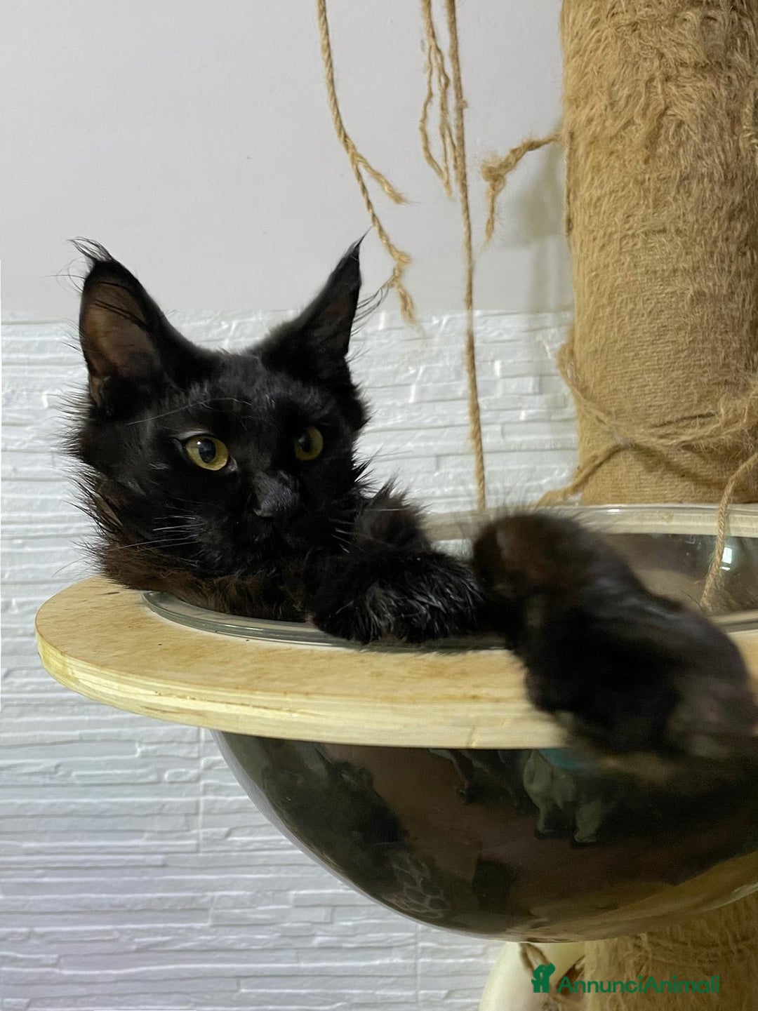 Maine Coon gatti in vendita: Cuccioli Maine Coon disponibili  a Città Metropolitana di Firenze - Immagine 5