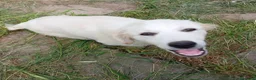 Pastore Maremmano cani in regalo: Dolcissimo cucciolo 5 mesi abbandonato da tutti  - Annuncio 7