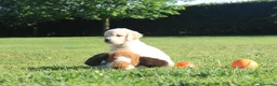 Golden Retriever cani in vendita:  Ultimi due cuccioli di Golden Retriever a Città metropolitana di Milano - Annuncio 3