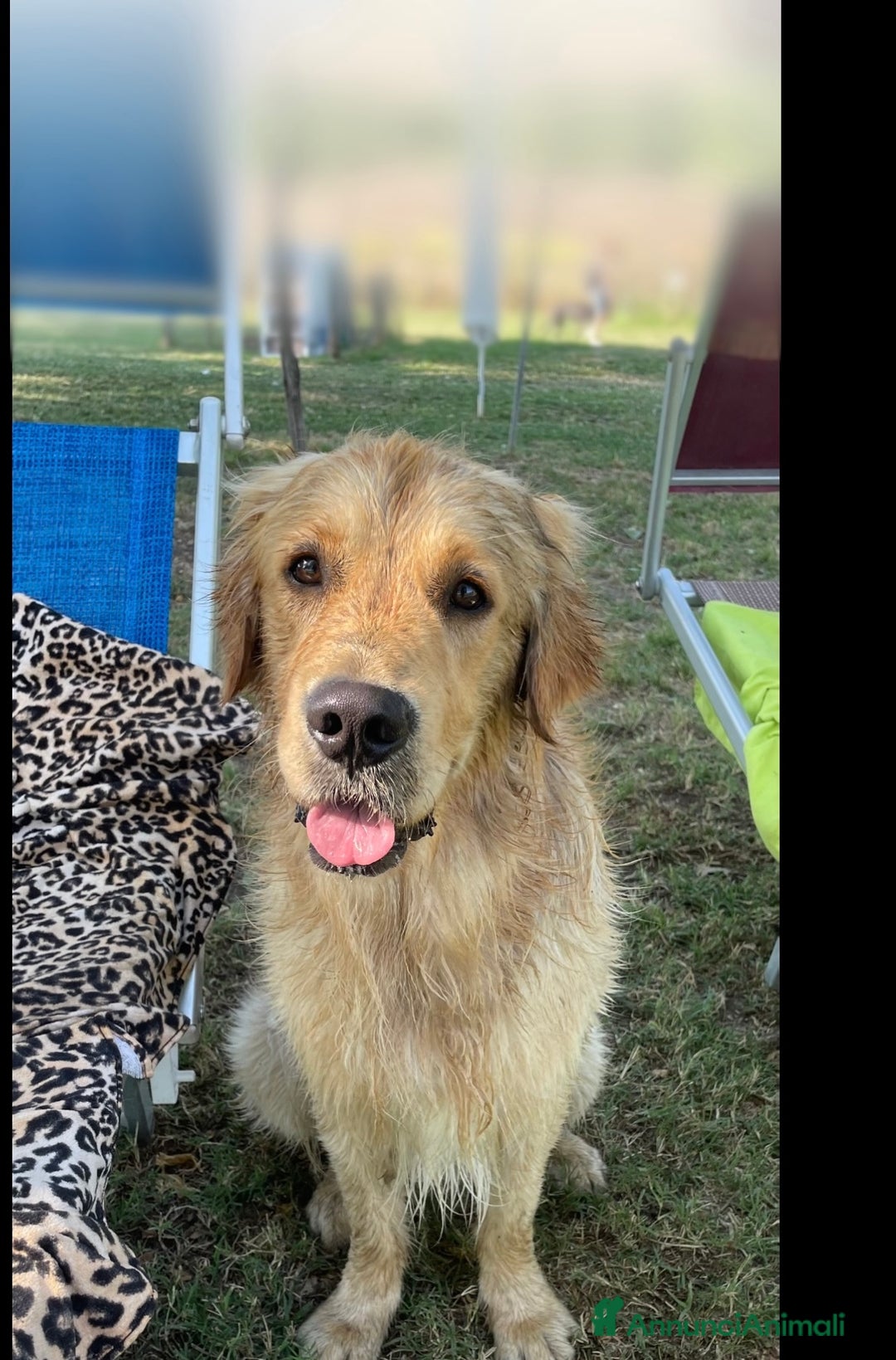 Golden Retriever cani in vendita: Golden retraiver a Città metropolitana di Roma Capitale - Immagine 8