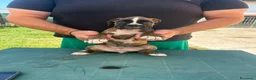 Boxer cani in vendita: Cuccioli di boxer - Annuncio 12
