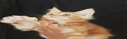 Maine Coon gatti in vendita: Cuccioli di Maine Coon - Annuncio 3