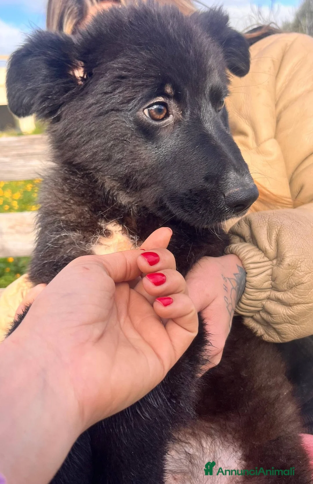Meticcio cani in regalo: Cuccioli irresistibili in adozione - Annuncio 24