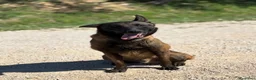 Pastore Belga cani in regalo: Riuk pastore belga malinois in adozione cerca casa - Annuncio 3