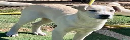 Meticcio cani in regalo: Zelig. Cucciolo simil Labrador  - Annuncio 3