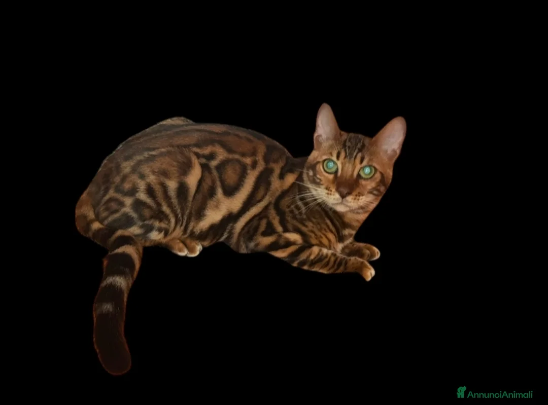 Bengala gatti in vendita: Bellissimi gattini del Bengala  - Annuncio 6