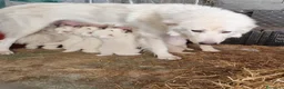 Pastore Abbruzzese Maremmano cani in vendita: Pastore Maremmano-abbruzzese  - Annuncio 2