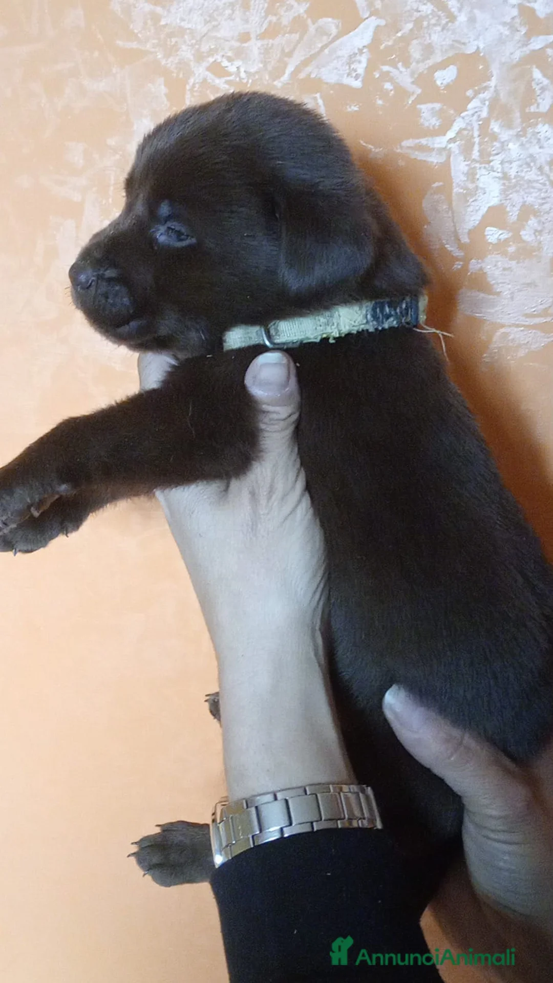 Labrador cani in vendita: Labrador con pedigree  a Città Metropolitana di Napoli - Annuncio 2