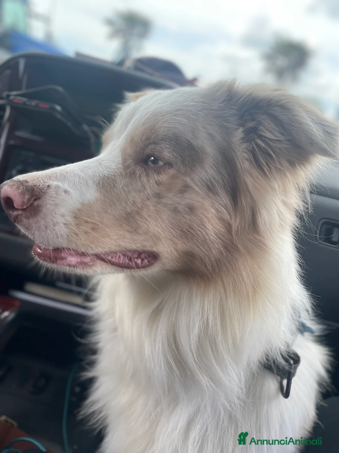 Border Collie cani per accoppiamento: Border Collie, disponibile per accoppiamenti. a Città Metropolitana di Venezia - Annuncio 7