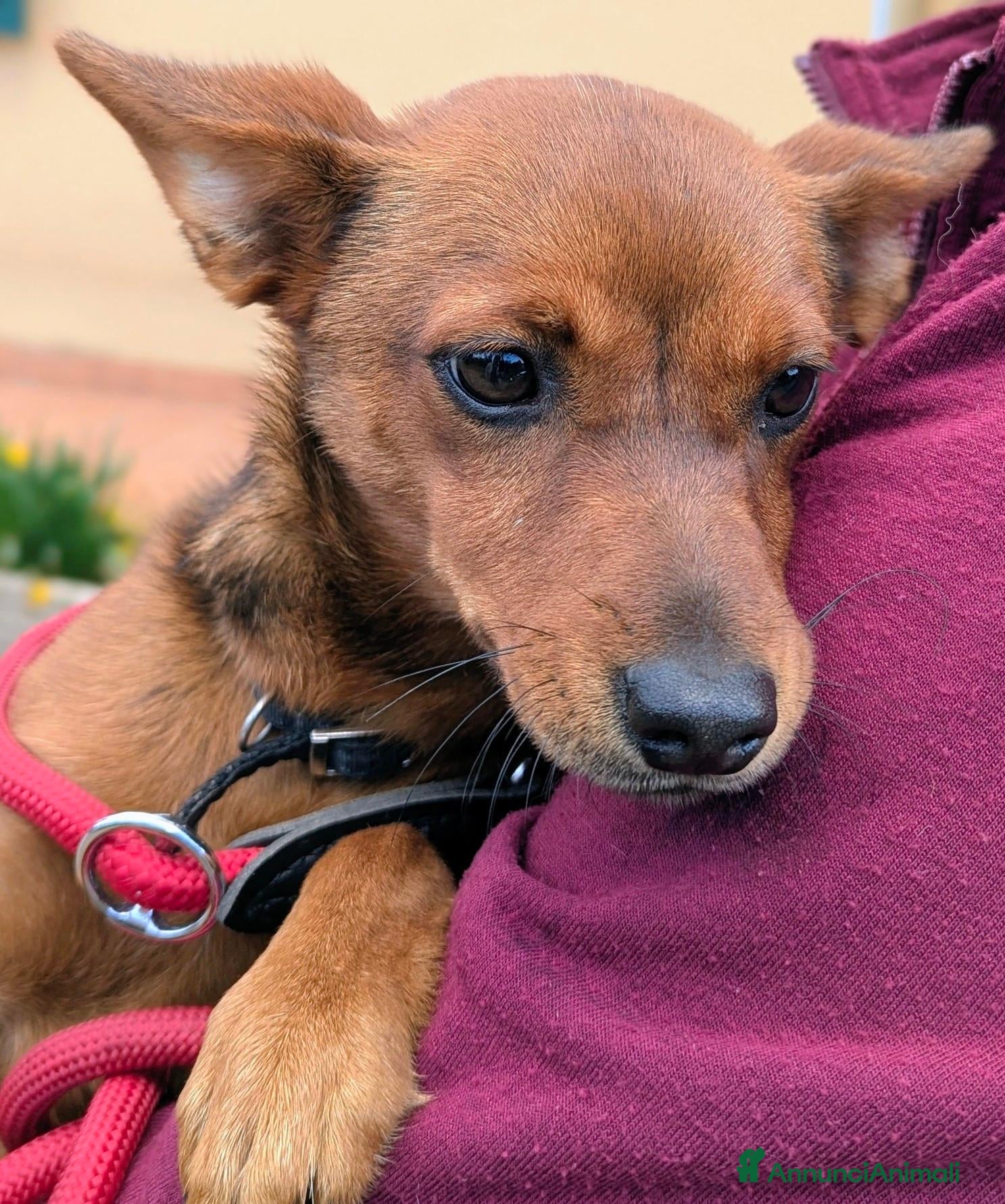 Meticcio cani in regalo: LAIKA CUCCIOLA DI TAGLIA PICCOLA CERCA ADOZIONE - Annuncio 26