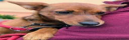 Meticcio cani in regalo: LAIKA CUCCIOLA DI TAGLIA PICCOLA CERCA ADOZIONE - Annuncio 1