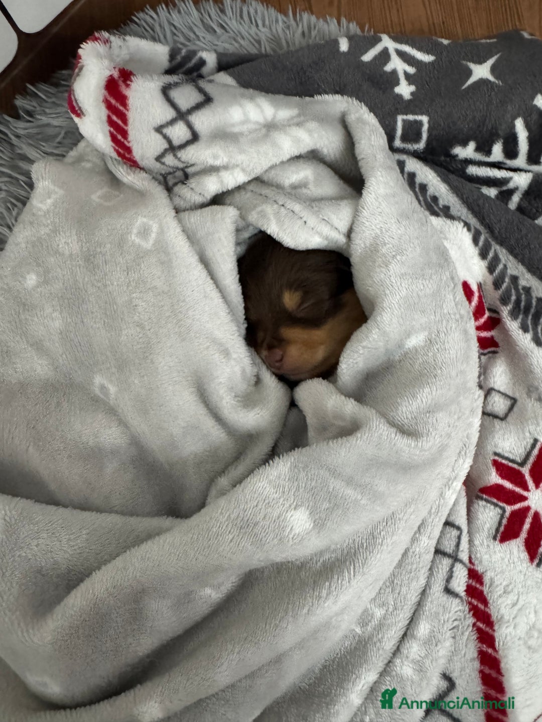 Volpino Italiano cani in regalo: Cuccioli di meticcio (simil volpino italiano) - Annuncio 2