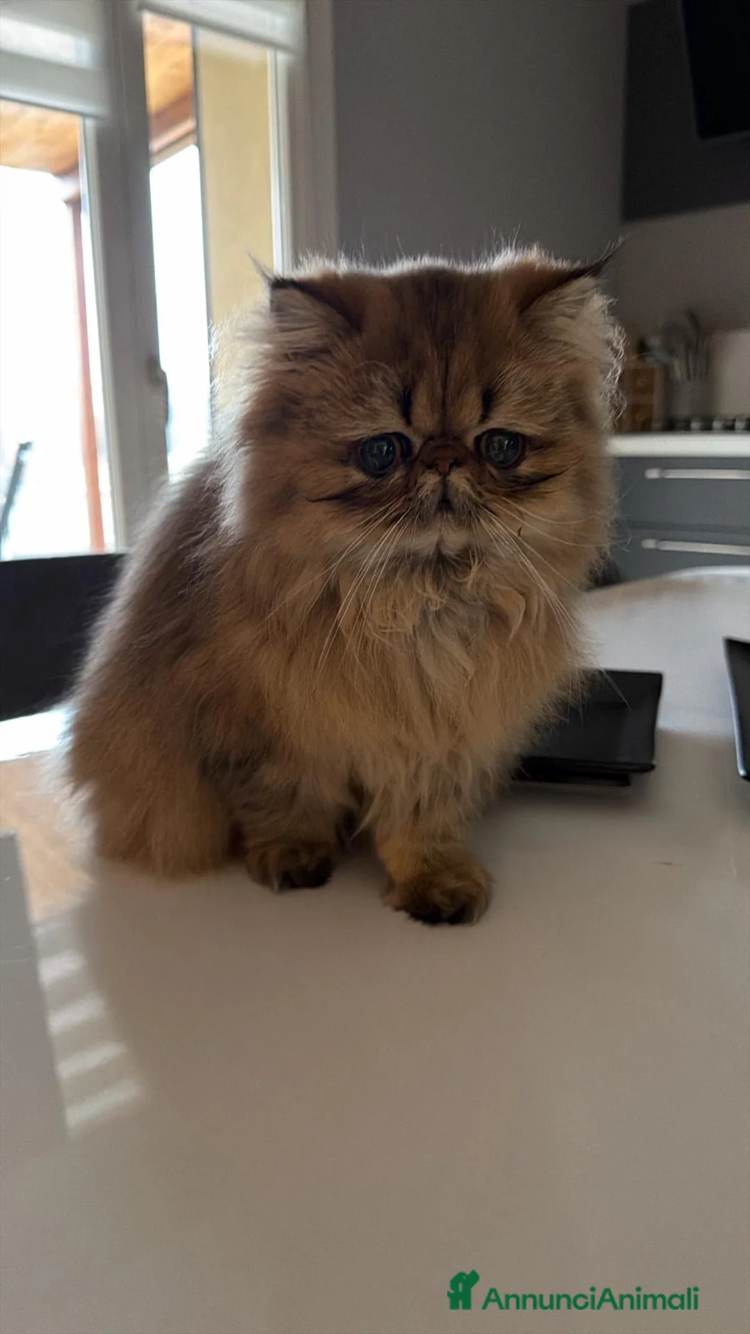 Persiano gatti per accoppiamento: Gatta persiana golden shade per accoppiamento  - Annuncio 3