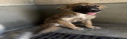 Meticcio cani in regalo: Tony  a Provincia di Brescia - Annuncio 2