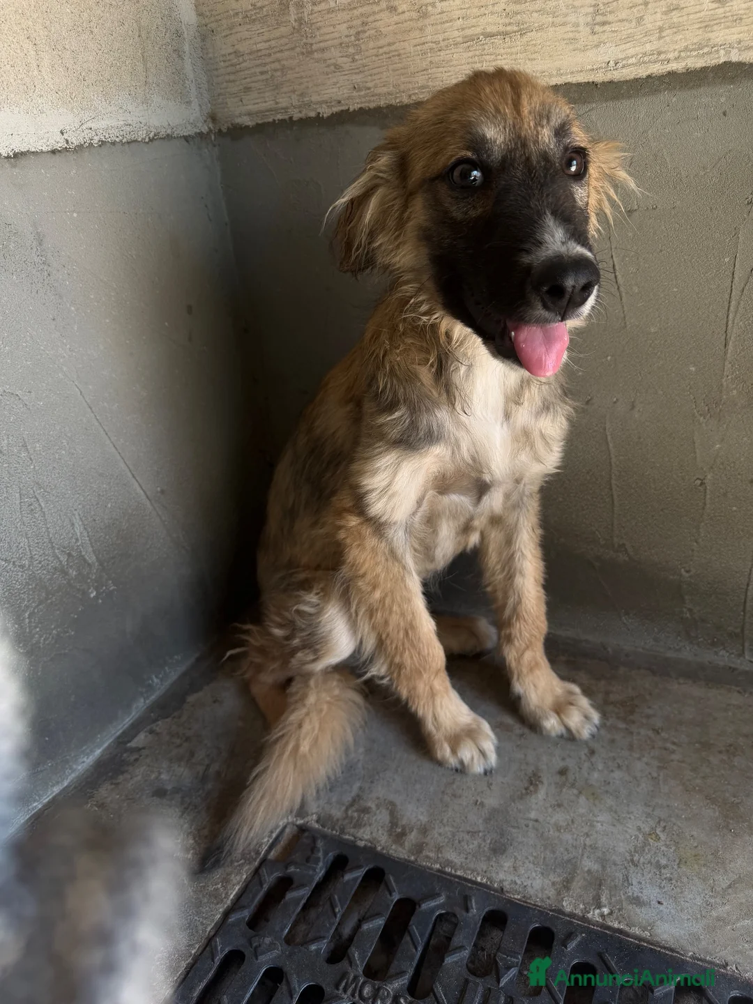 Meticcio cani in regalo: Tony  a Provincia di Brescia - Annuncio 2