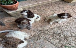 Lagotto cani in vendita: Lagotto Romagnolo maschio a Provincia di Verona - Immagine 5