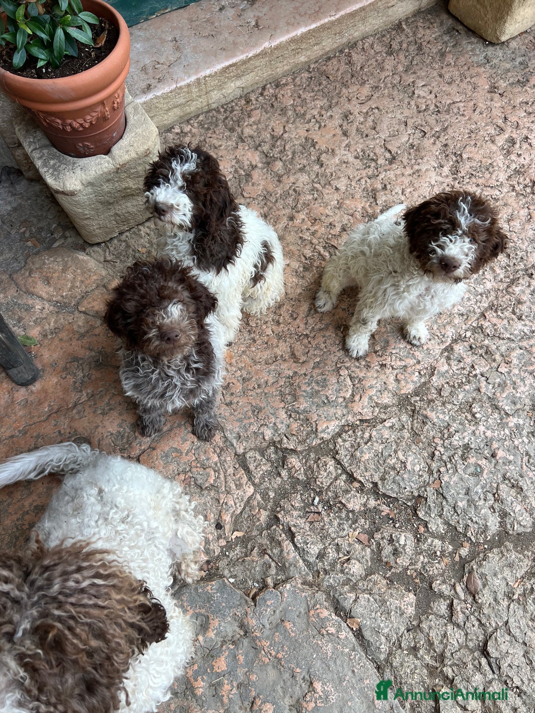 Lagotto cani in vendita: Lagotto Romagnolo maschio a Provincia di Verona - Immagine 5
