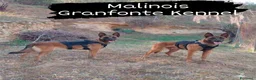 Pastore Belga cani in vendita: Malinois cuccioli - Annuncio 5